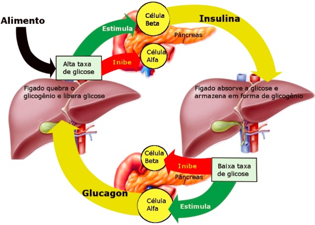 glucagon e insulina. 1 jpg